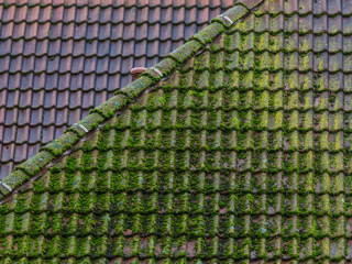 Démoussage toiture